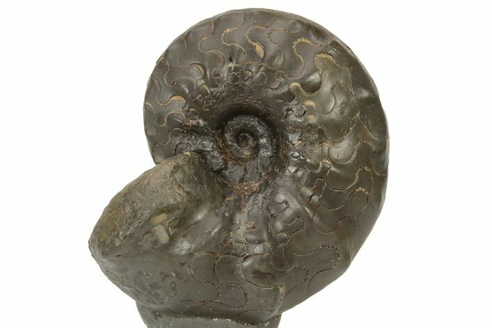 Triassic Ammonite (Ceratites nodosus) Fossil - Germany #240839